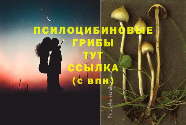 прущие грибы Алексеевка