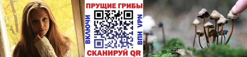 Галлюциногенные грибы Psilocybe  купить закладку  Магадан 